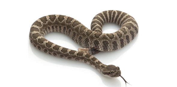 Rattlesnake Quizzes, Rattlesnake Trivia, Rattlesnake Questions