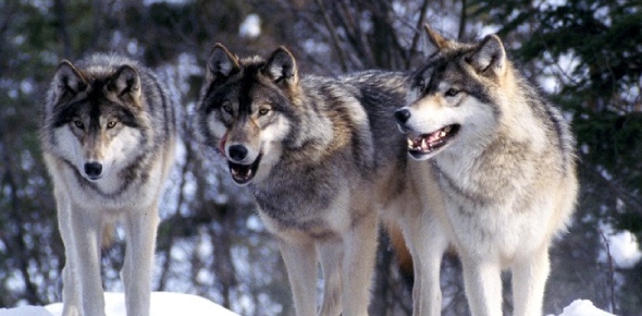 What Wolf Are You Quizzes, What wolf are you Trivia, What wolf are you Questions