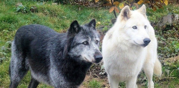 Wolf Breed Quizzes, Wolf breed Trivia, Wolf breed Questions