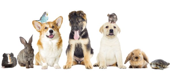 Pet Animals Quizzes, Pet animals Trivia, Pet animals Questions