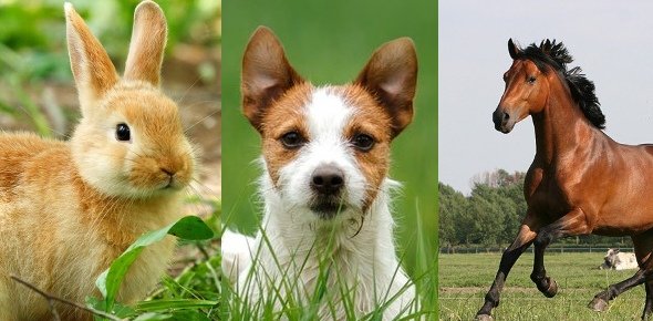 Lucky Animal Quizzes, Lucky animal Trivia, Lucky animal Questions