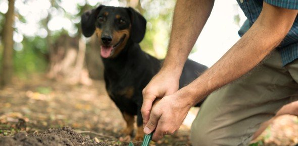 Animal Expert Quizzes, Animal expert Trivia, Animal expert Questions