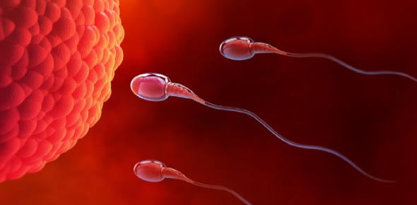 Fertilization Quizzes, Fertilization Trivia, Fertilization Questions