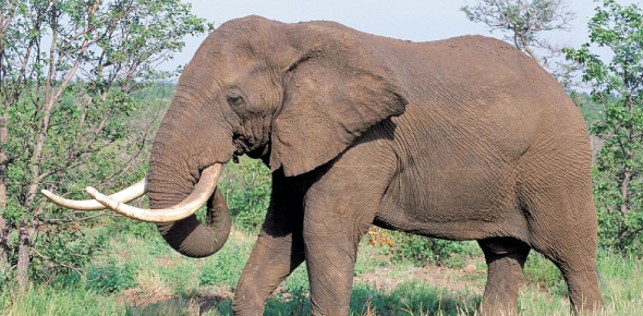 African Elephant Quizzes, African elephant Trivia, African elephant Questions